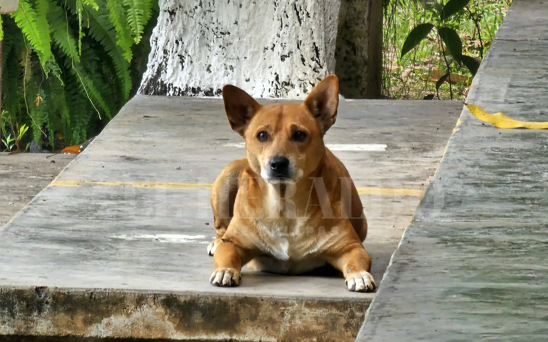 Venado Tuxtla Gutiérrez (2)